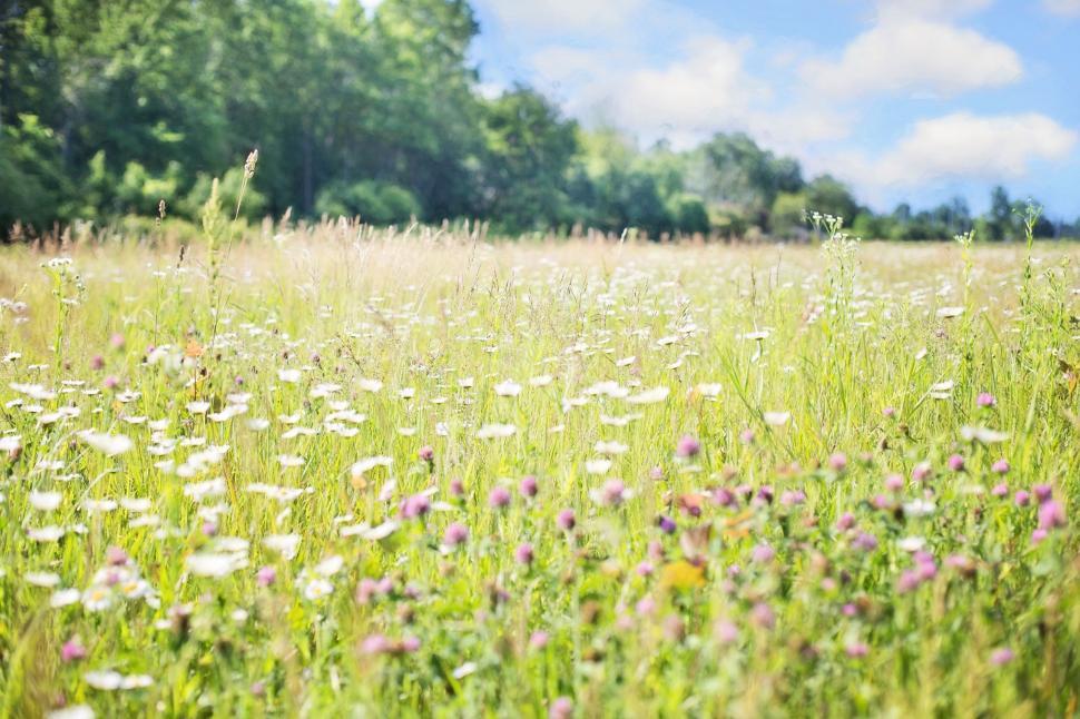 Free Stock Photo of Wildflowers Field | Download Free Images and Free  Illustrations