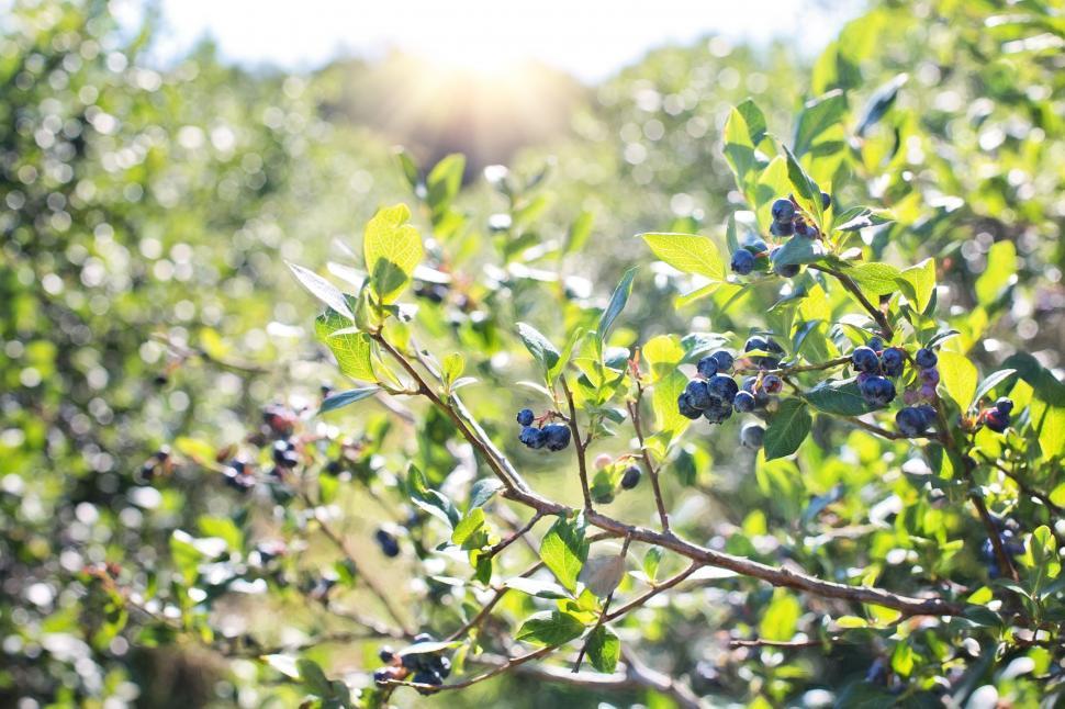 Free Stock Photo of Blueberries on tree Download Free Images and Free