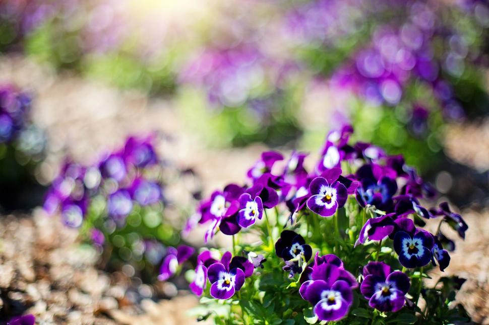 Free Image of Purple flowers 