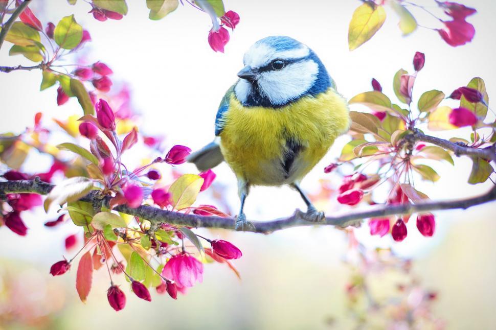 Free Image of Common yellowthroat bird  