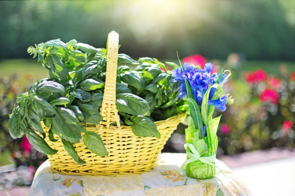 Free Image of Basil Leaves 