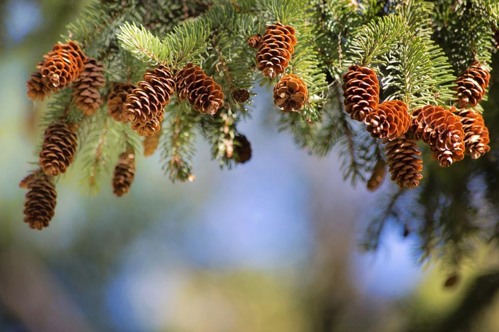 Free Image of Pine cones 