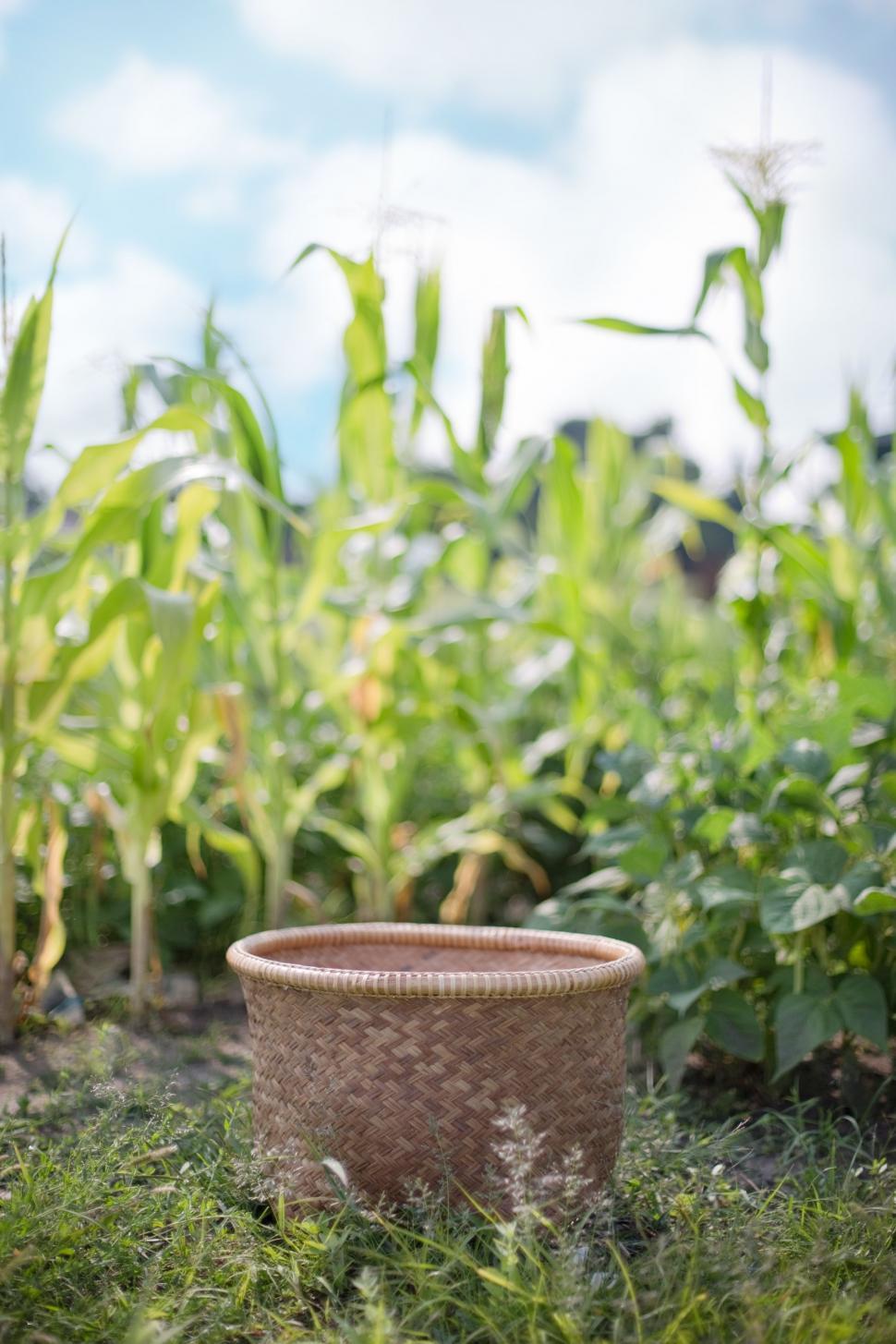 Free Stock Photo of Wicker Basket in agriculture field Download Free