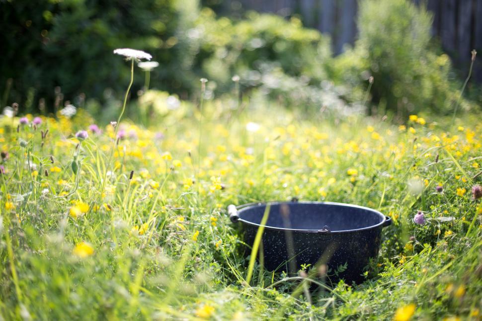 Free Image of Washtub and flowers 