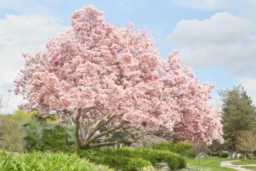 Free Stock Photo of Magnolia tree and blue sky | Download Free Images ...