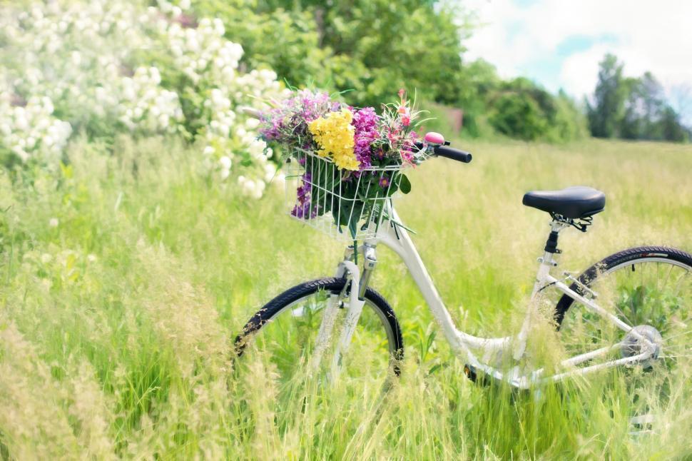 Download Free Stock Photo Of Bicycle With Flowers In The Meadow Download Free Images And Free Illustrations