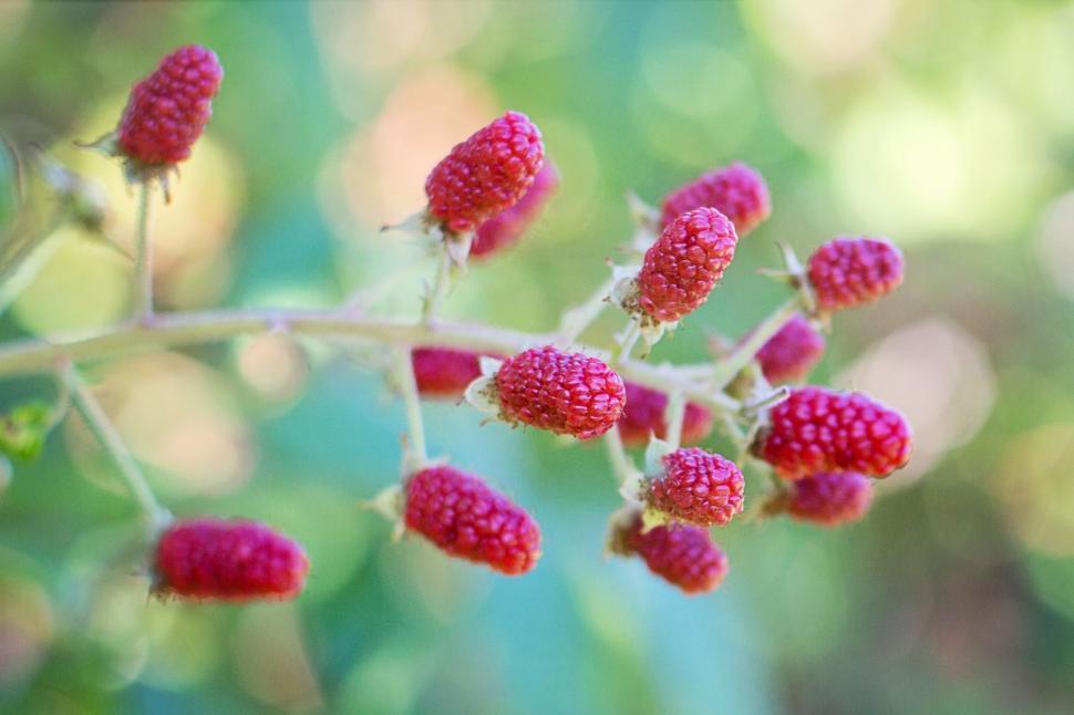 Free Image of Raspberries and bokeh lights  