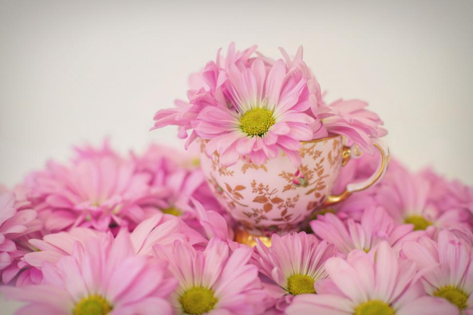 Free Stock Photo of Pink Flowers and Tea Cup Download Free Images and