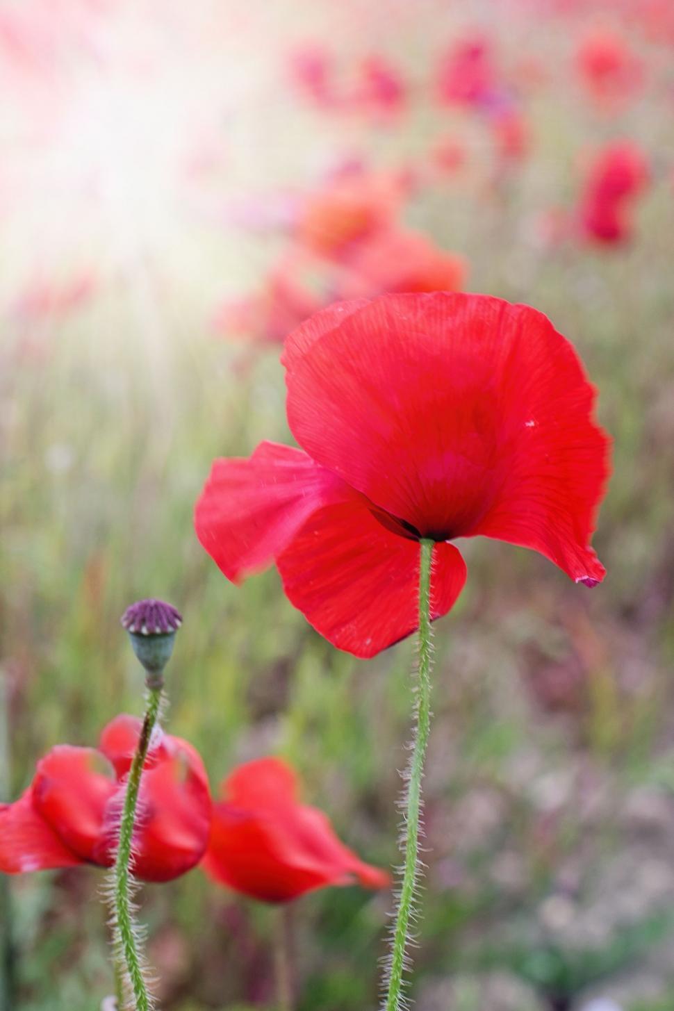 Free Image of Red Flowers in the garden  
