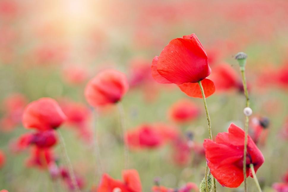 Beautiful Poppy Flower Free Stock Photo - Public Domain Pictures