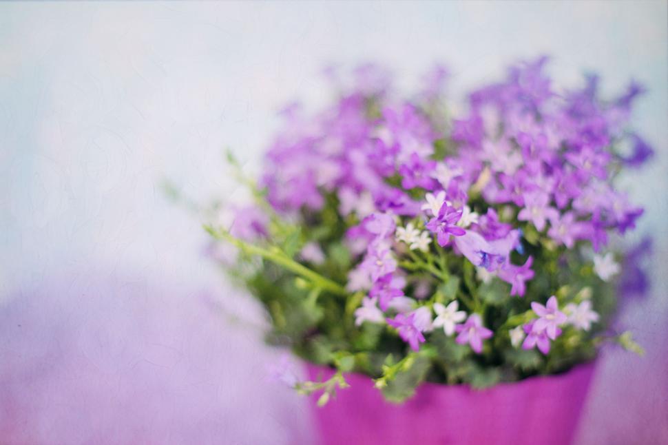 Free Image of Purple Flowers  