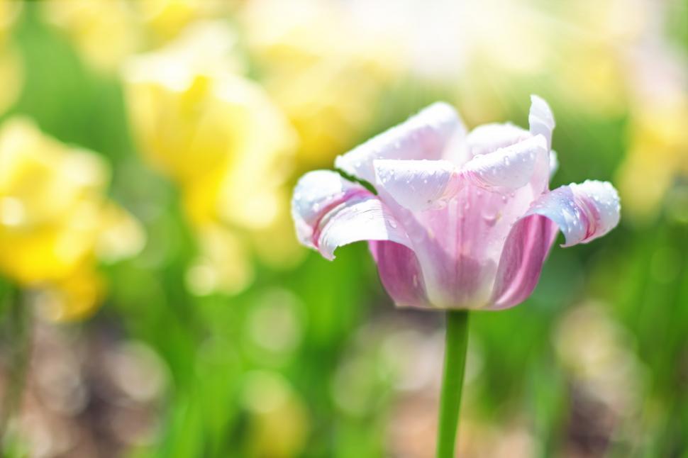 https://freerangestock.com/sample/134330/pink-tulip-with-water-drops-.jpg