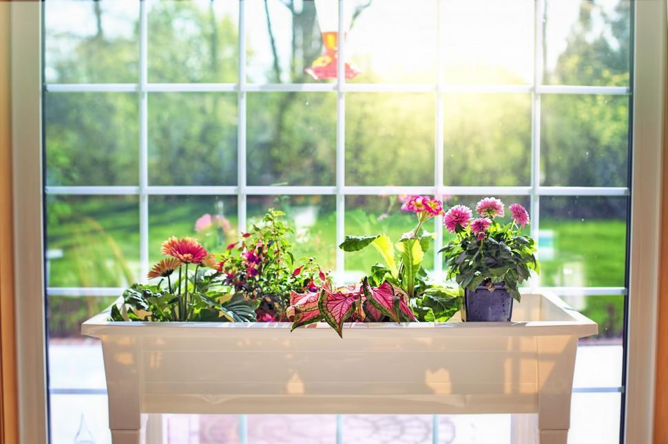 Free Stock Photo of Flower Box | Download Free Images and Free