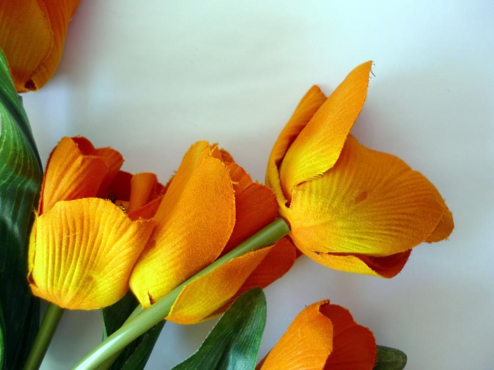 Free Image of Orange Tulips 