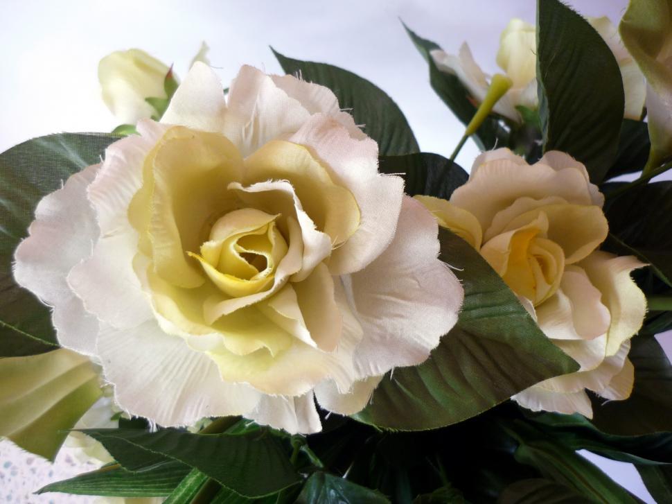 Free Image of White Rose 