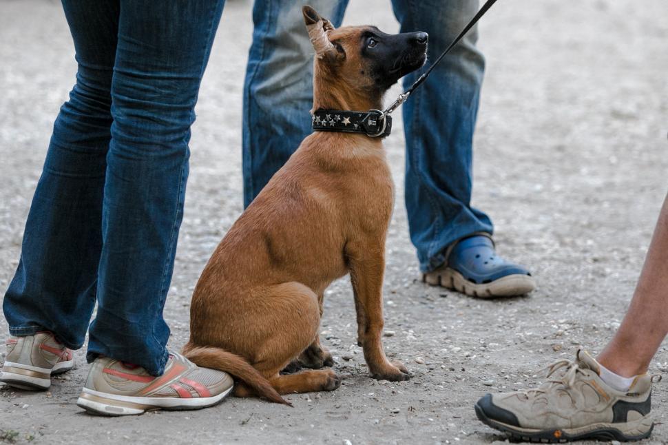 Free Image of Dog surrounded by people 