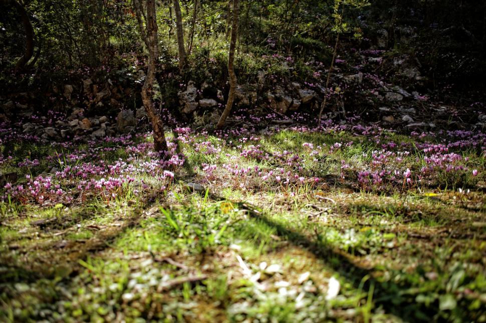 Free Image of Flowers in the wood  