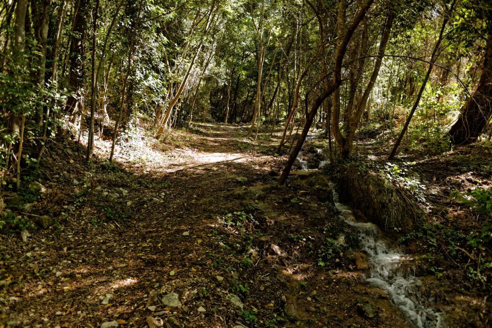 Free Image of In the wood  