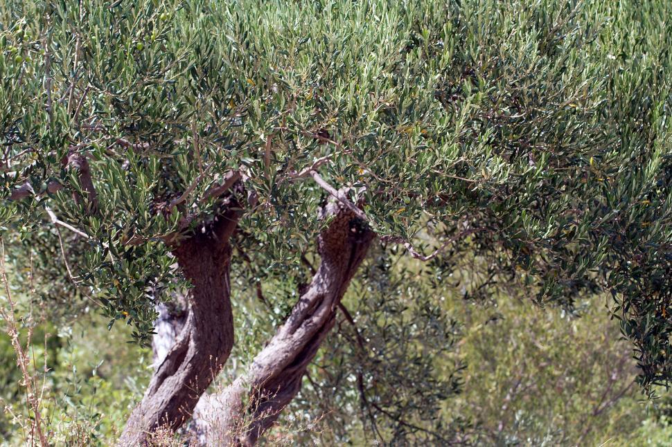 Free Image of Olive tree 2 