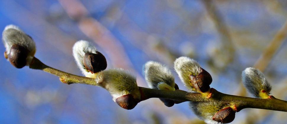Free Image of Cotton flowers on tree 