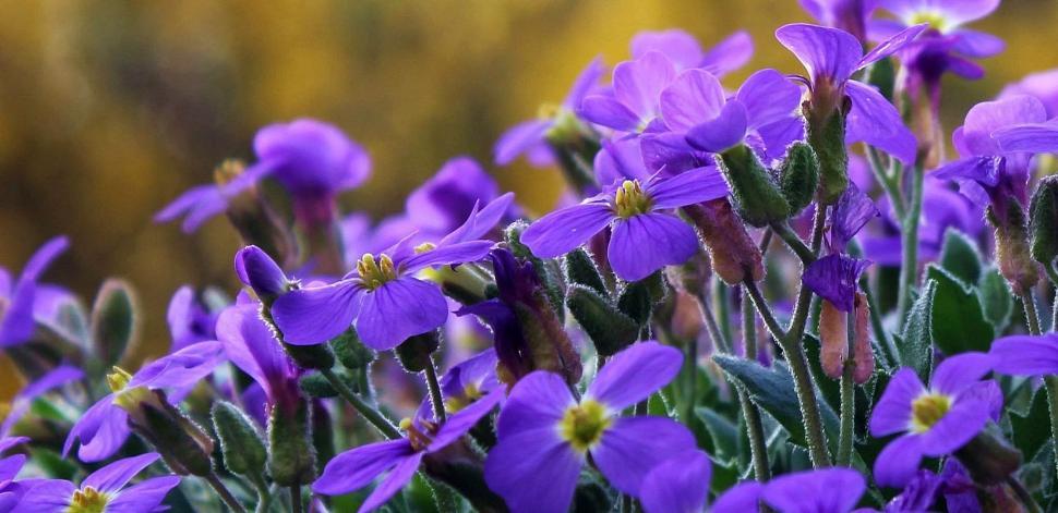 Free Image of Cranesbill Flowers  
