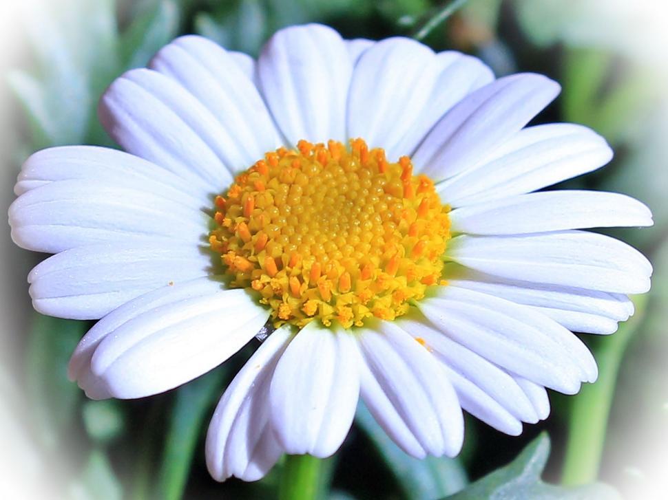 Free Stock Photo of White Daisy Flower Download Free Images and Free