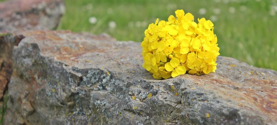 Free Image of Yellow Flowers 
