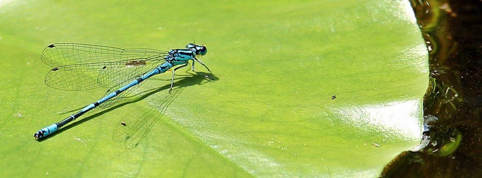Free Image of Blue dragonfly on green leaf 