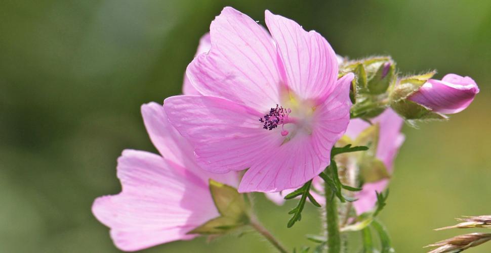 Free Stock Photo of Pink Rose Mallow | Download Free Images and Free ...