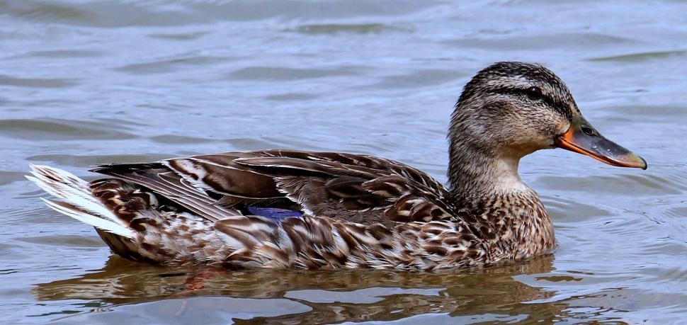 Free Image of Spotted whistling duck 