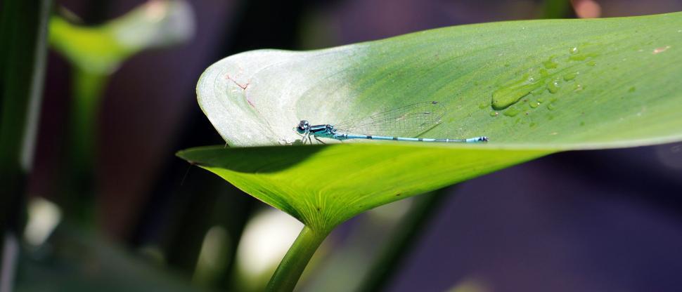 Free Image of Dragonfly 