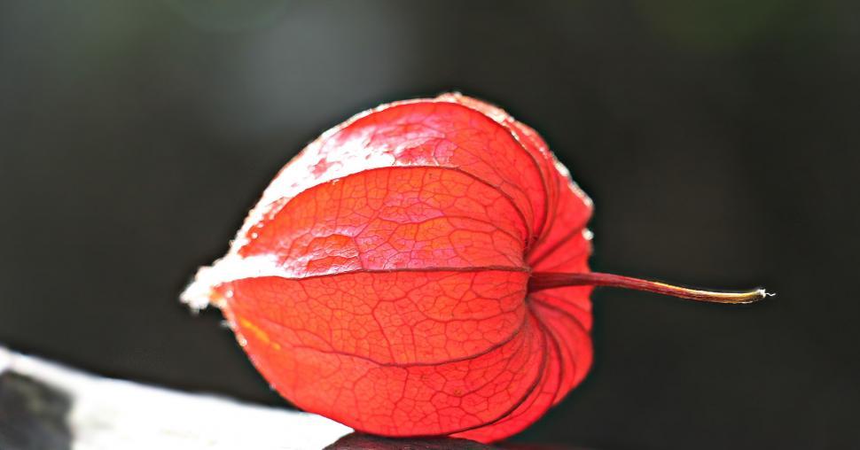 Free Image of Physalis alkekengi (fruit)  