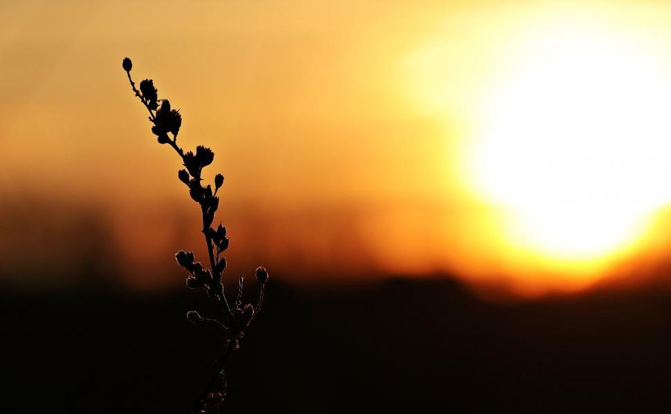 Free Image of Golden Yellow Sunset 