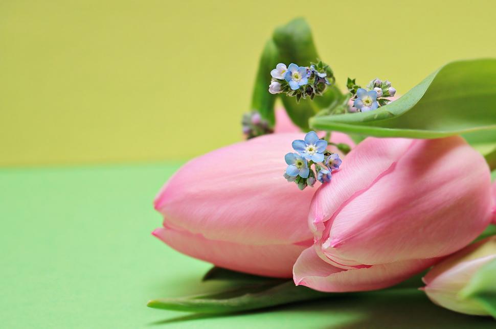 Free Image of Pink Tulip Flowers 