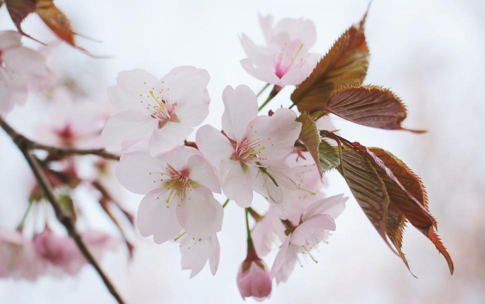 japanese cherry blossom flower branch