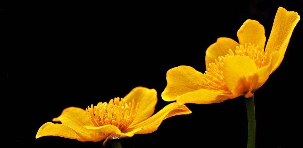 Free Image of Lesser celandine flowers 