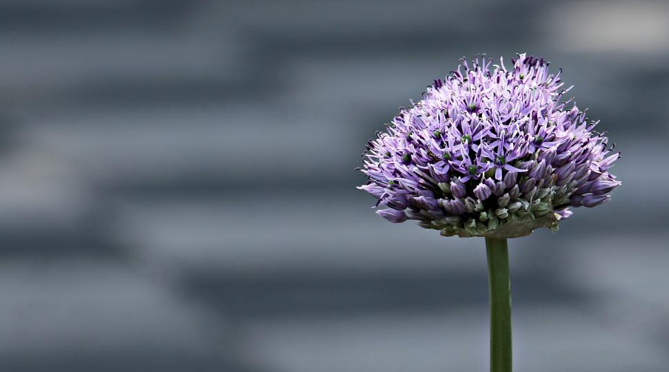 Tips to get the best from your alliums - Gee Tee Bulbs UK