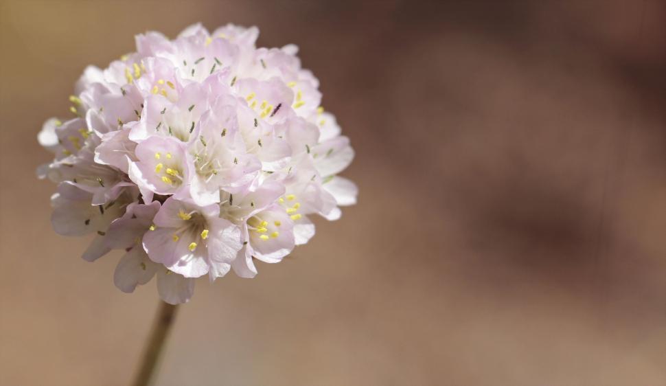 Free Image of Armeria alpina flowers 