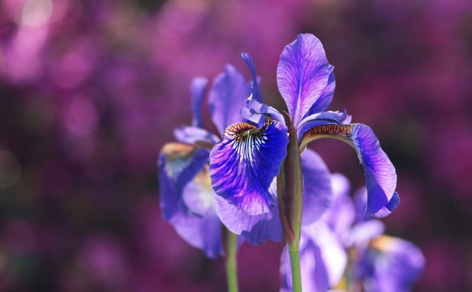 Premium Photo | Beautiful iris flower on the background of the starry sky  Generative AI