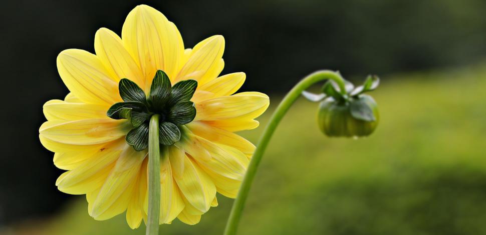 Free Image of Yellow Dahlia 