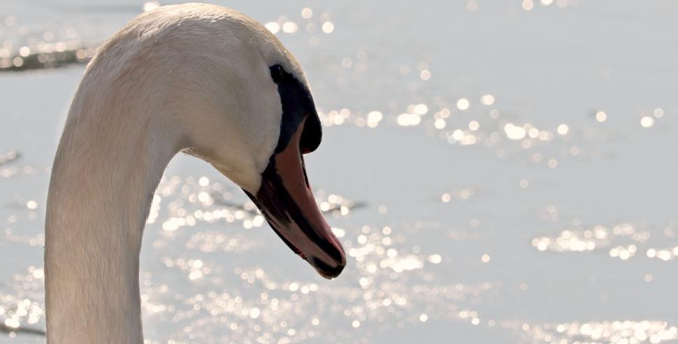 Free Image of Swan and Lake with Sunlight 