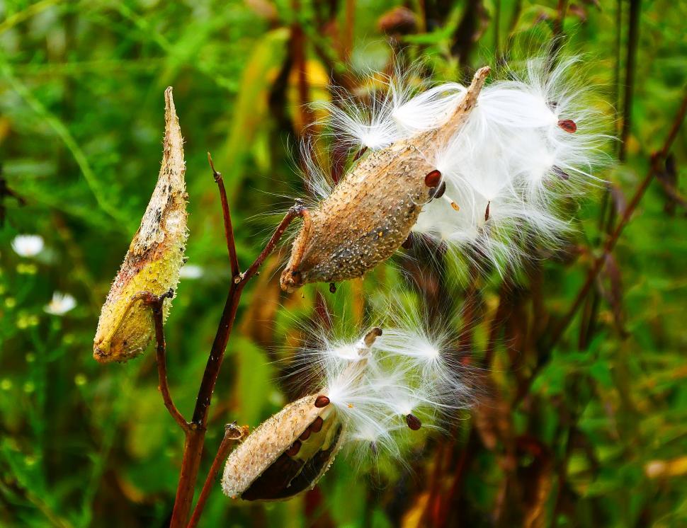 Free Stock Photo of Milkweed Seed Pods Opening to Release Seeds ...