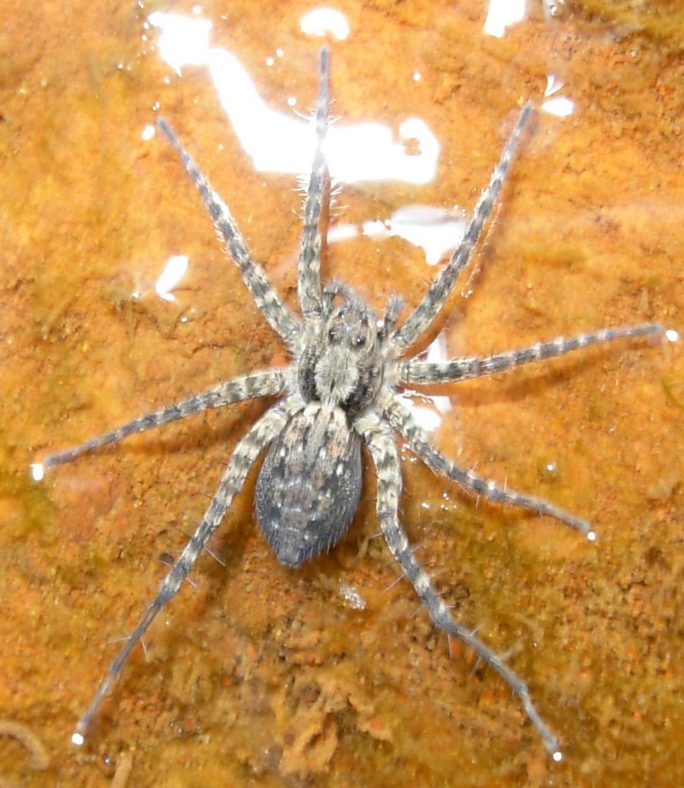 Free Image of Spider 