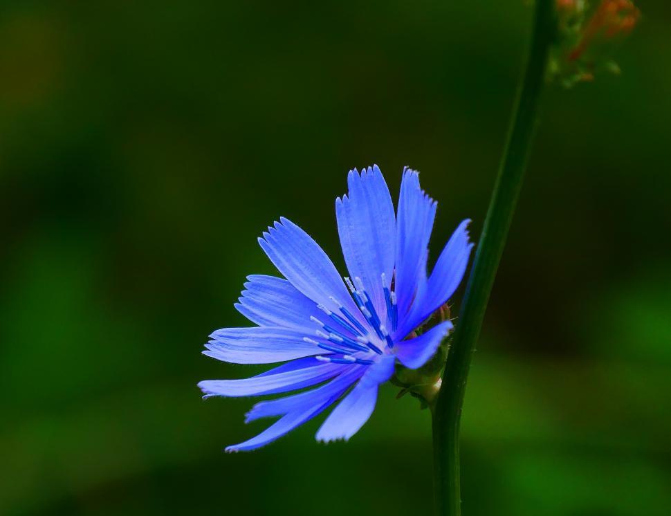 Free Stock Photo Of Chicory Flower Download Free Images And Free Illustrations