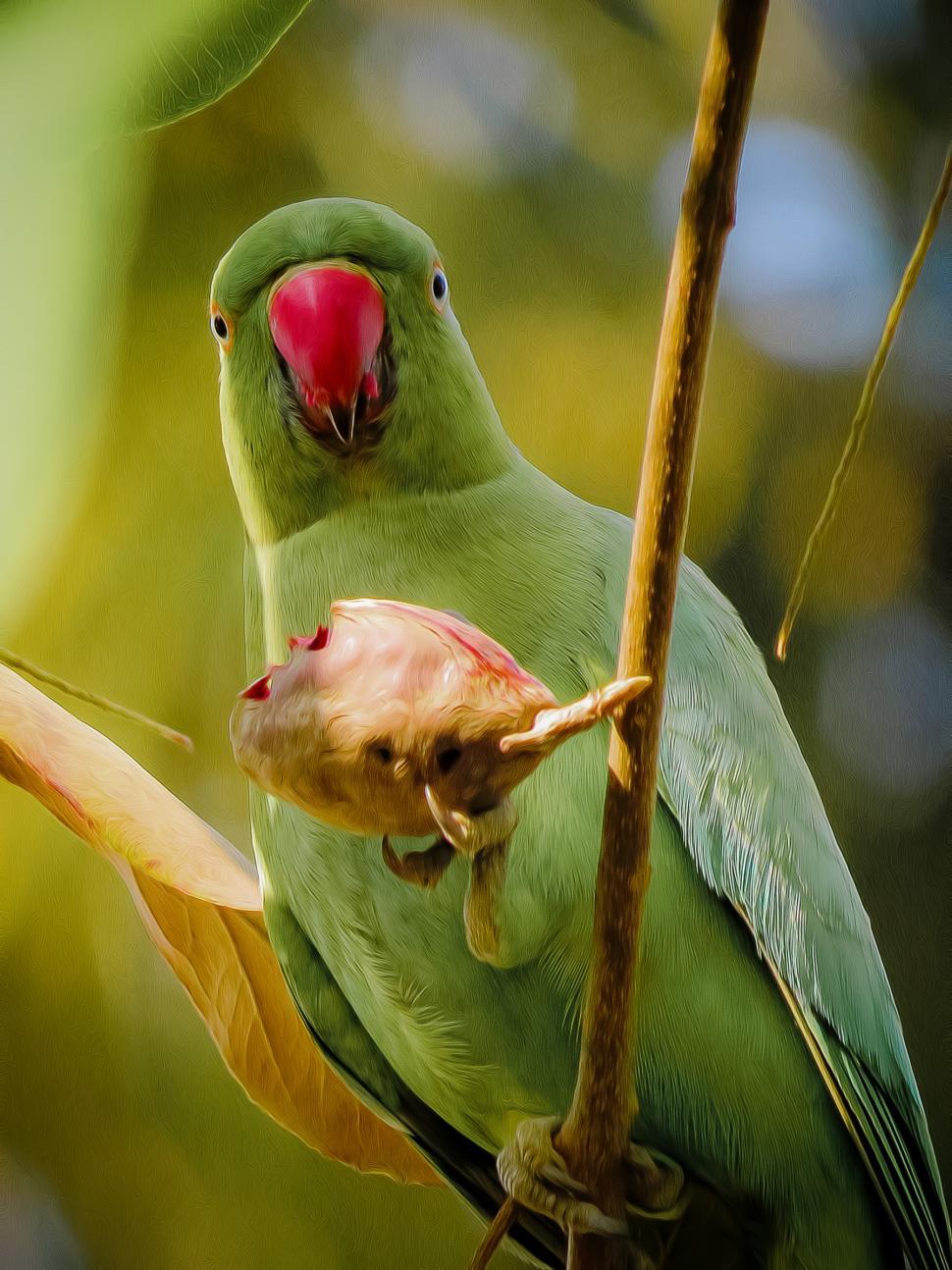 Free Image of Parrot, Rose-ringed Parakeet - Digital Art  