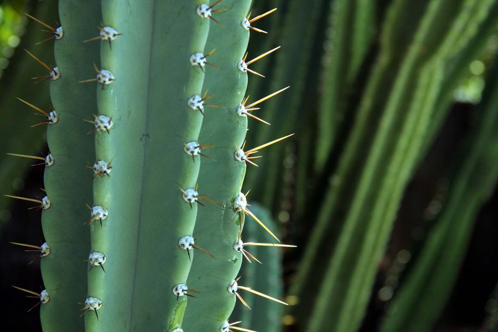 Free Stock Photo of Cactus needles protrude in the sun Download Free
