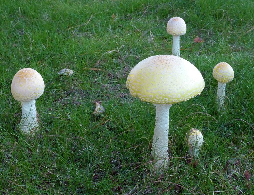 Free Image of Poisonous Mushrooms 