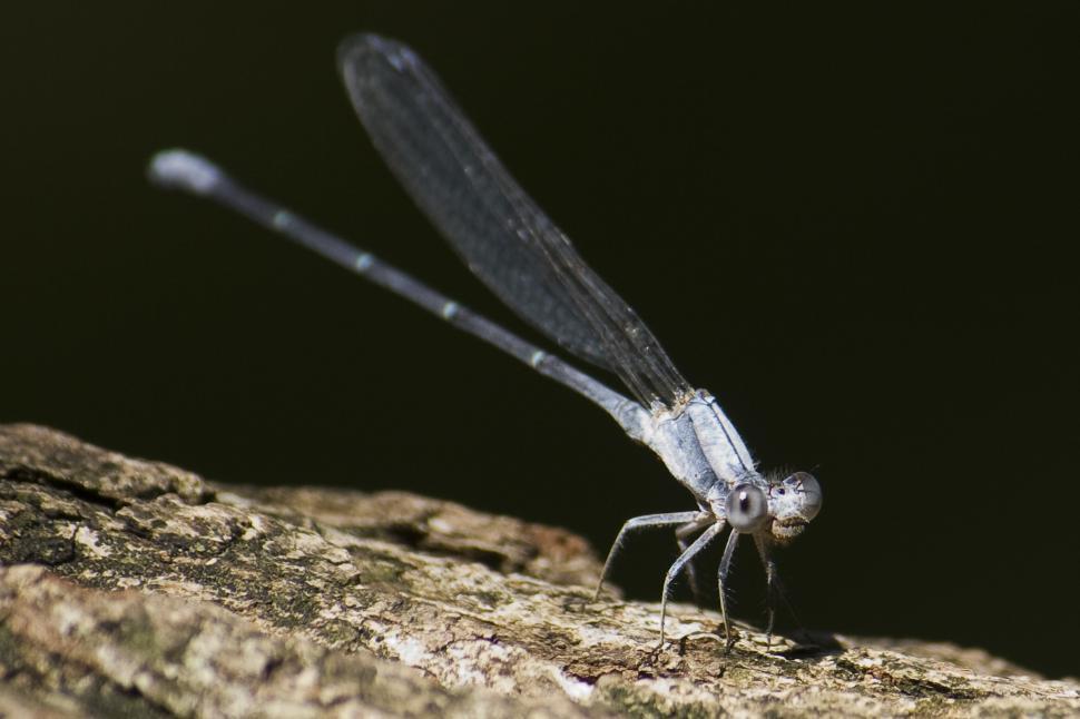 Free Image of Damselfly 