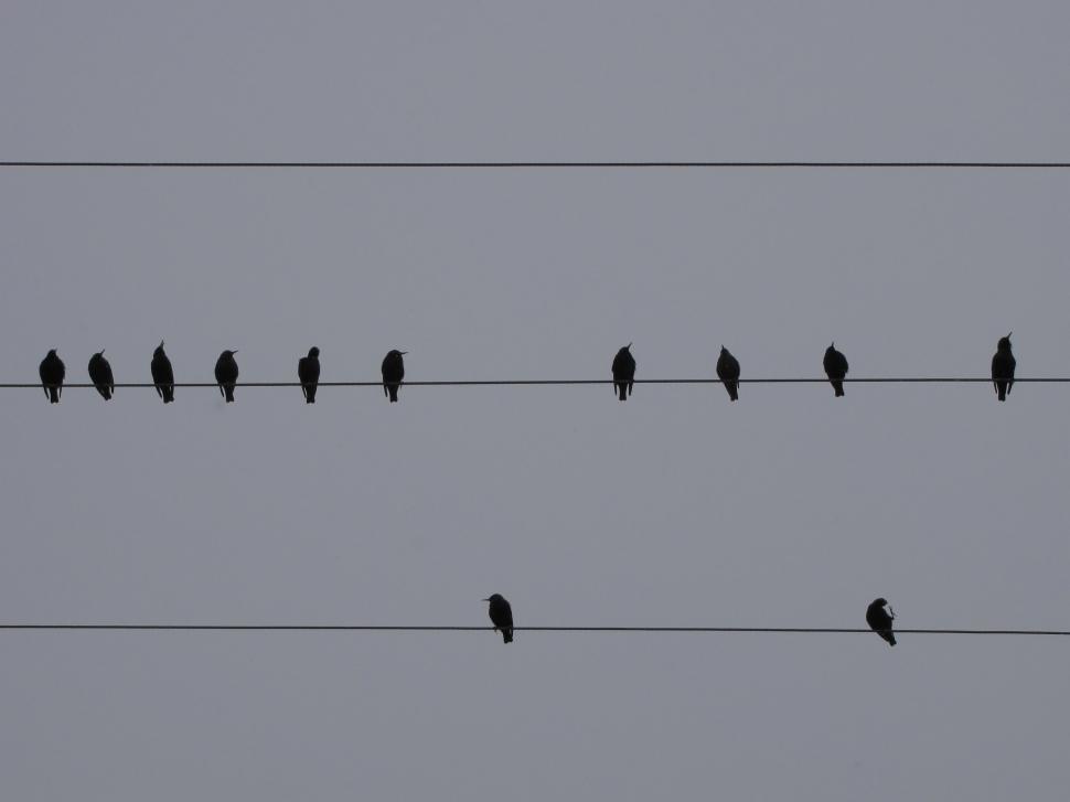 Free Image of  starling in winter - Iran Nature  