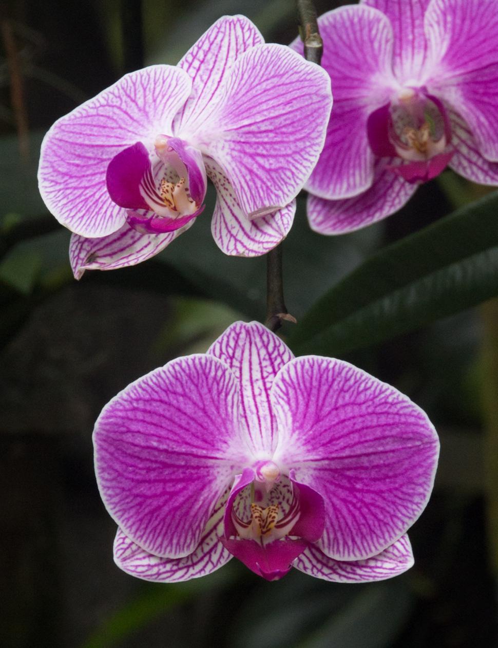 Free Stock Photo of Moth Orchid Closeup Download Free Images and